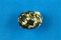 藏品(大圓蜑螺)的圖片